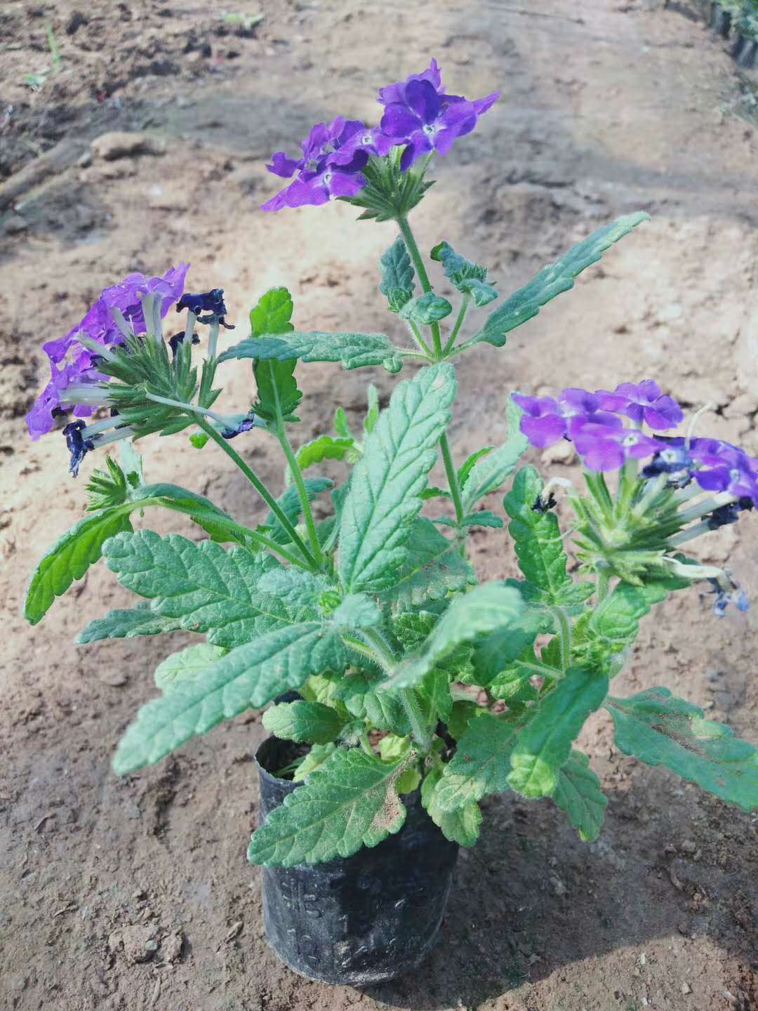 邢臺草花美女櫻基地 四季草花基地