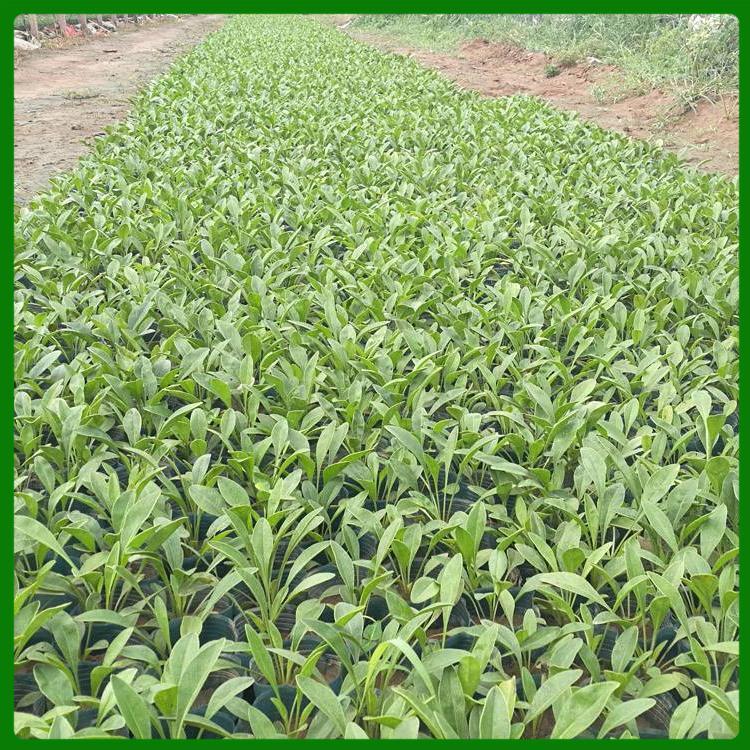 莱芜宿根草花金鸡菊批发市场