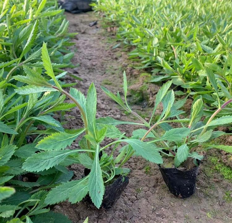 商洛宿根草花马鞭草基地