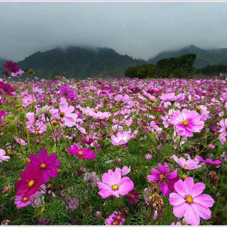 长治宿根花卉波斯菊花卉基地