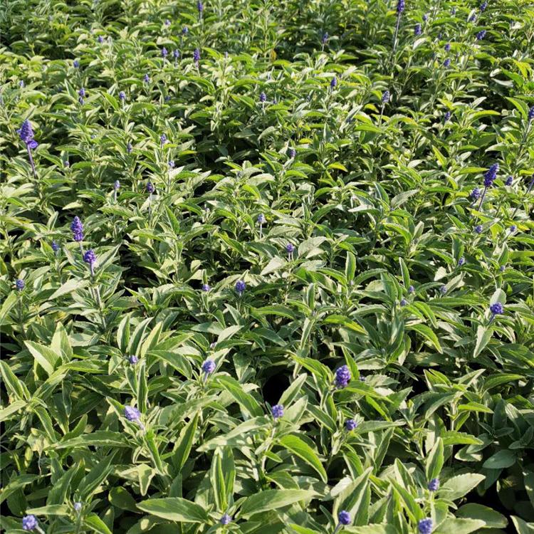 芜湖草花鼠尾草批发市场 草花批发