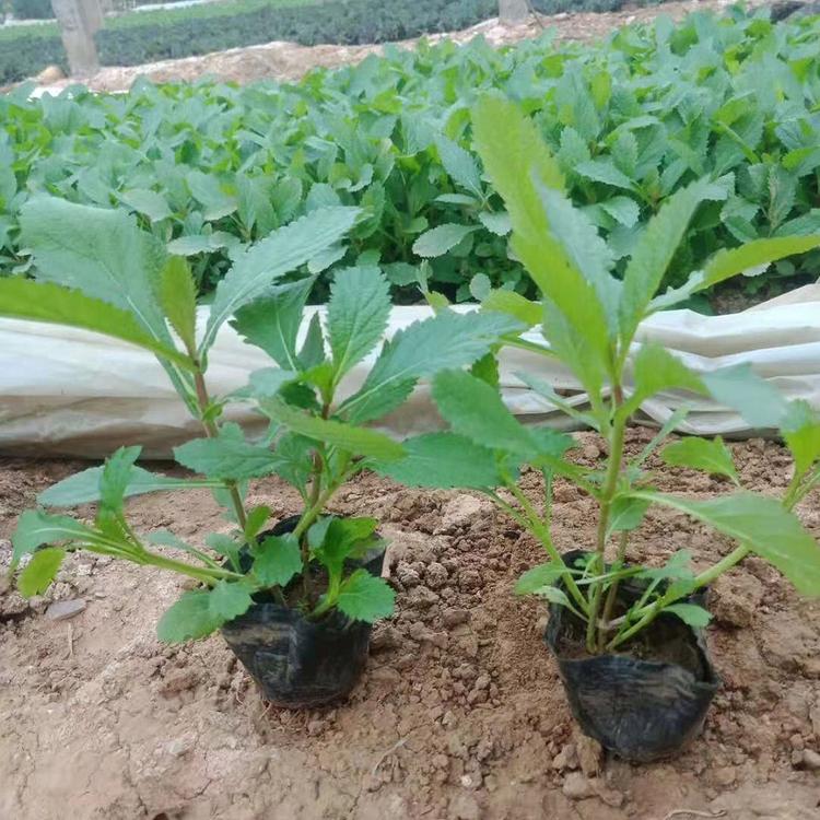 济南宿根草花马鞭草价格