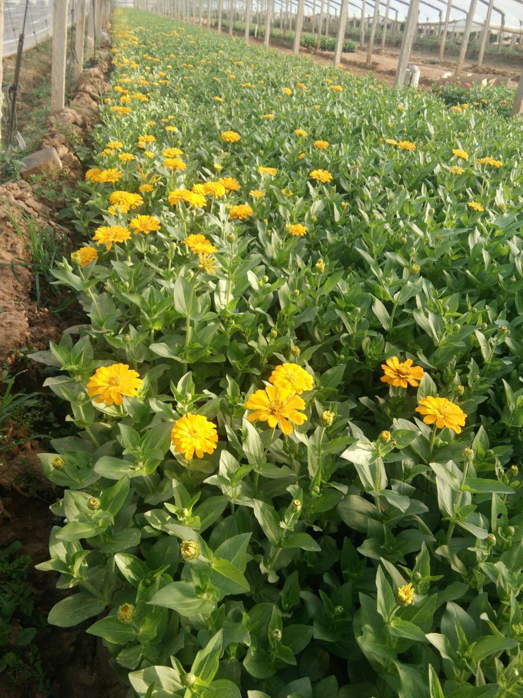 咸阳时令草花百日草批发 批发矮牵牛 草花批发