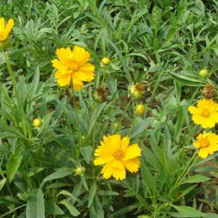 宿遷宿根草花金雞菊批發(fā)市場 宿根花卉