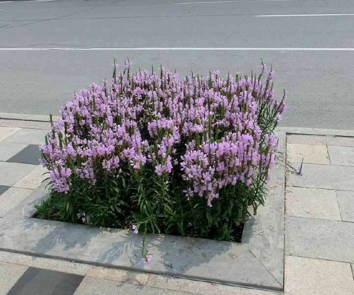 菏泽宿根花卉假龙头价格