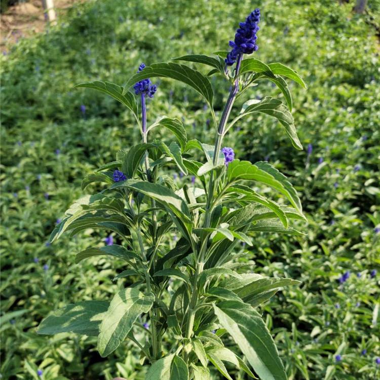 芜湖草花鼠尾草批发市场