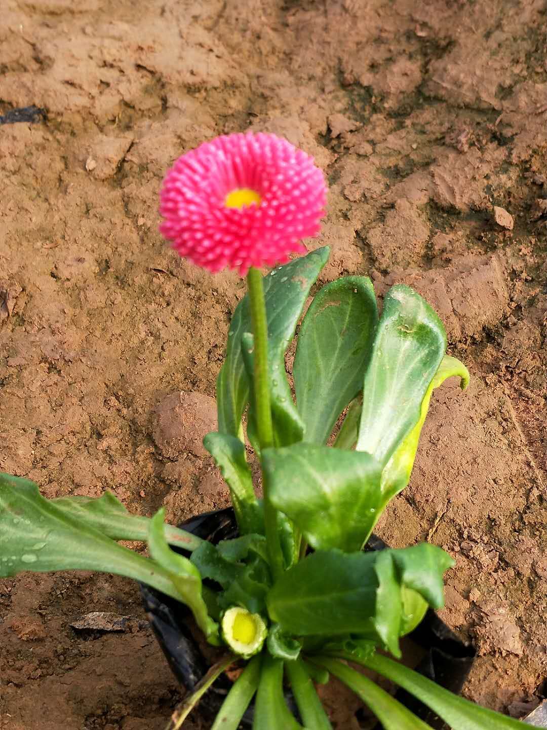 通遼時令草花雛菊 耐寒草花批發