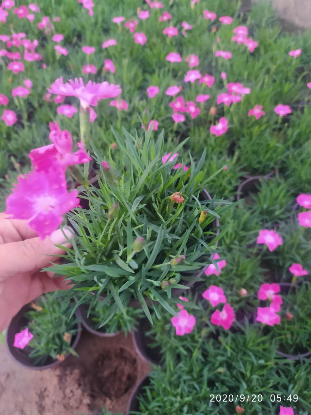 臨沂草花歐石竹批發 時令草花 四季草花批發