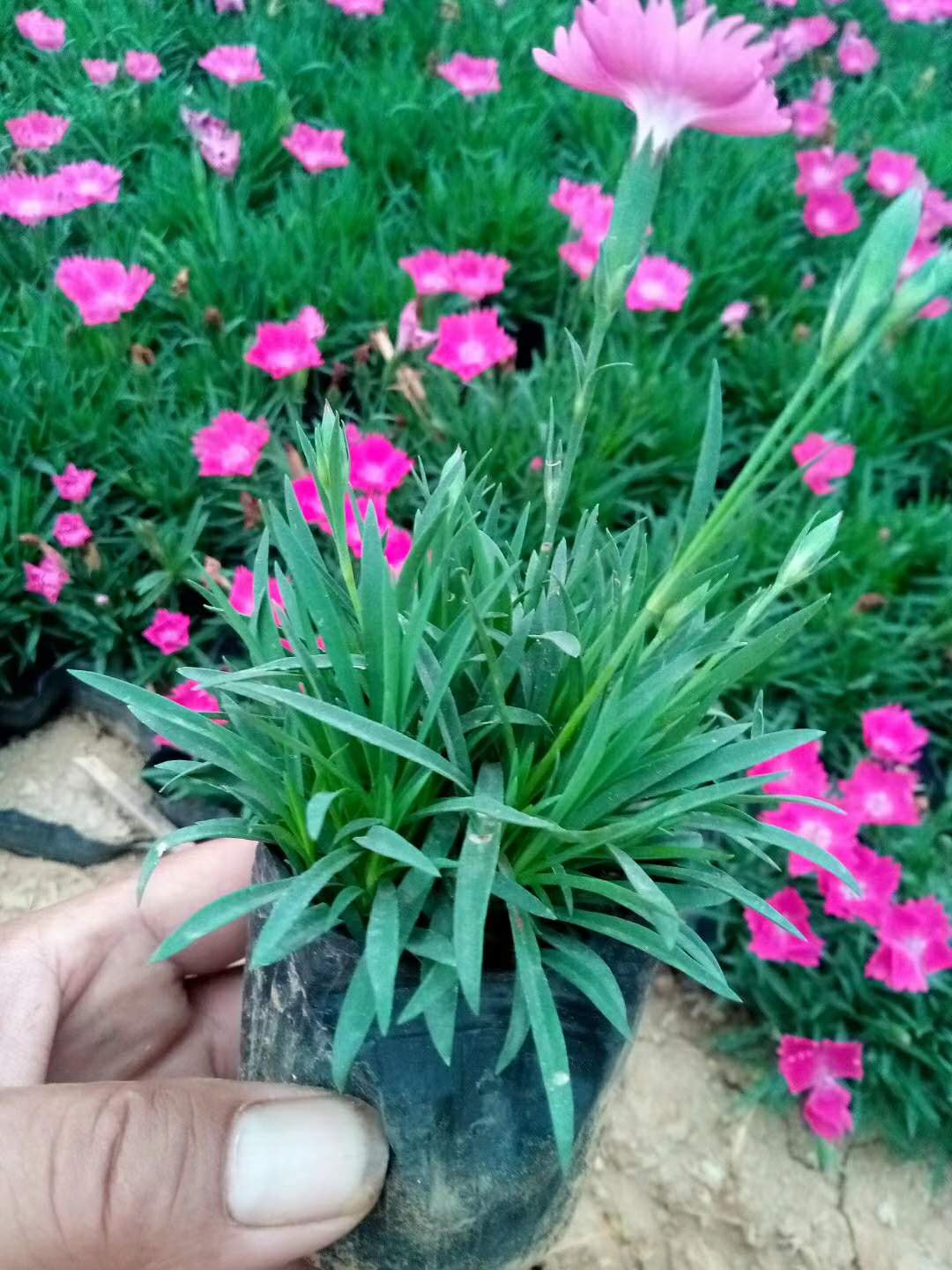 南陽草花歐石竹批發 草花批發