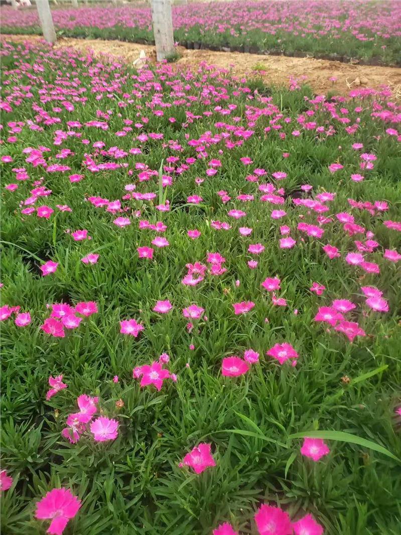 山东草花欧石竹批发