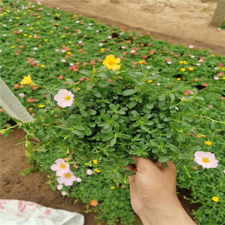 平顶山太阳花花卉基地