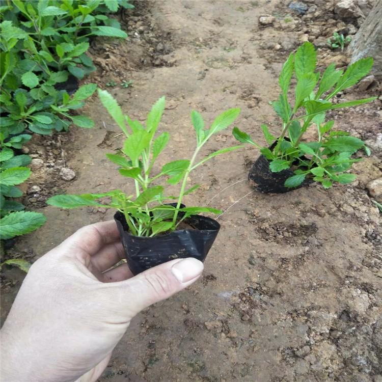 济南宿根草花马鞭草价格