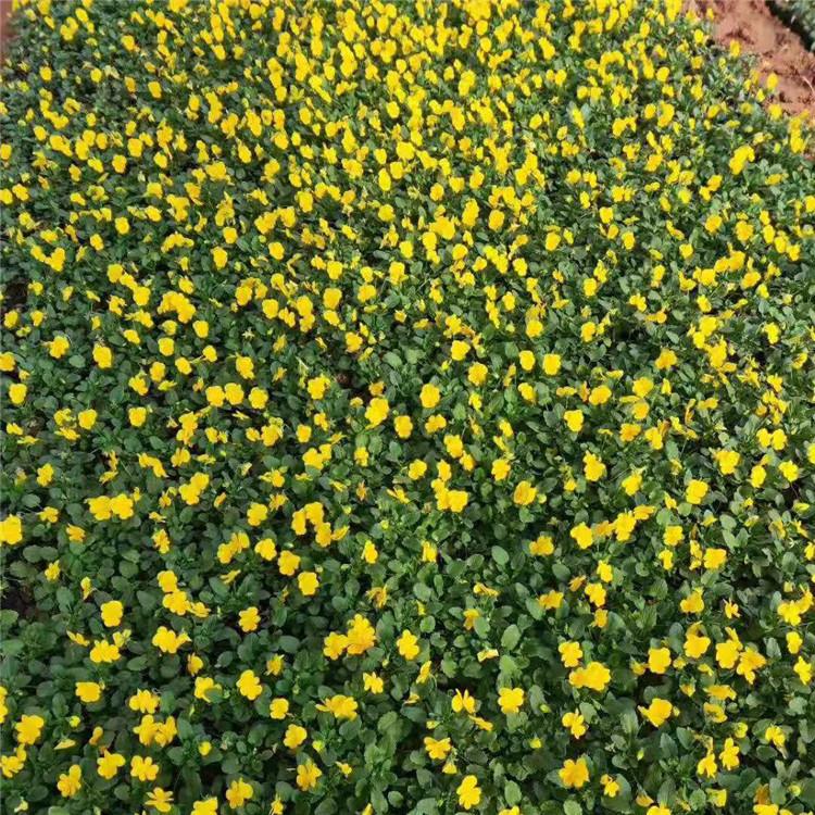 聊城草花角堇基地 山東供應商