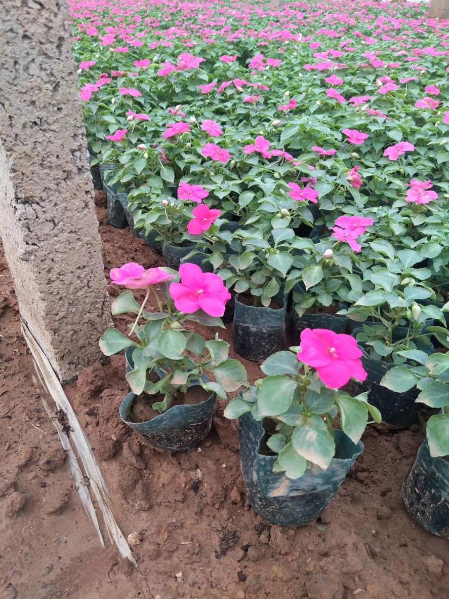 時(shí)令草花非洲鳳仙 時(shí)令草花基地