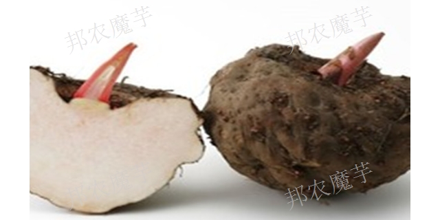 湖北二代白魔芋種子廠家批發 歡迎咨詢 云南邦農魔芋種子供應