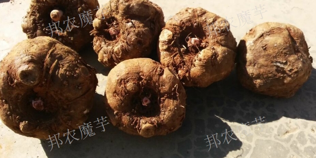 貴州紫魔芋種子廠家直銷 推薦咨詢 云南邦農魔芋種子供應
