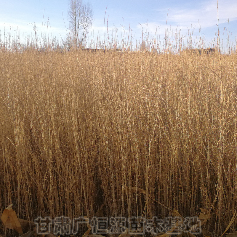 阿勒泰梭梭苗子供應(yīng)商 種植基地