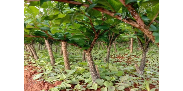 湖南二代白魔芋種植土壤條件 歡迎咨詢 富源縣富村鎮邦農魔芋供應