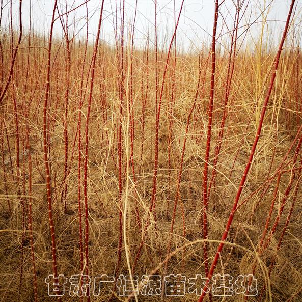 新疆红柳树苗种植农户 种植基地