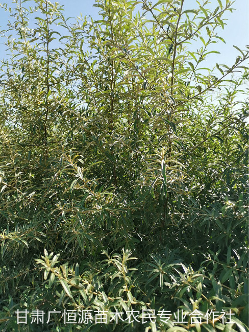 苗木基地-哈密供應沙棘樹苗-沙棘苗木