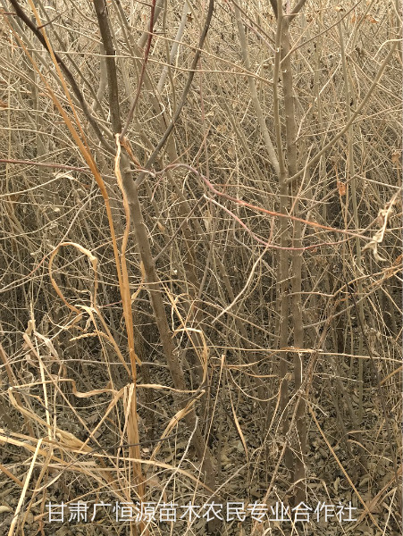 伊犁沙棗樹(shù)苗苗圃-苗圃供應(yīng)