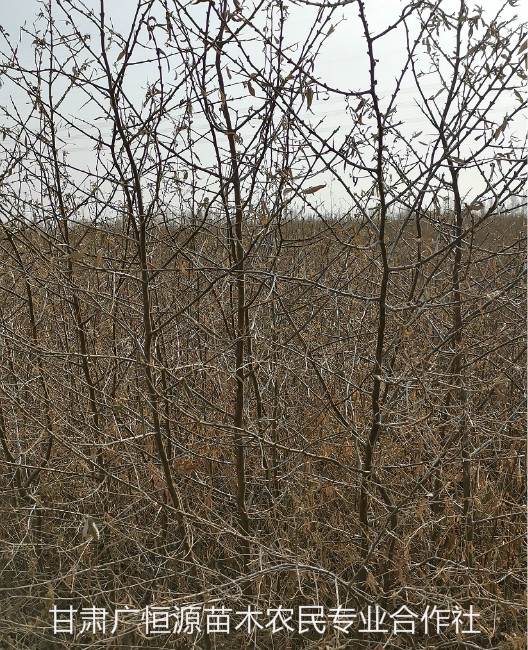 陜西自產自銷沙棘苗產品 種植基地