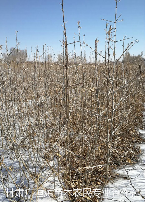 陜西苗圃出售沙棘苗批發(fā) 種植基地