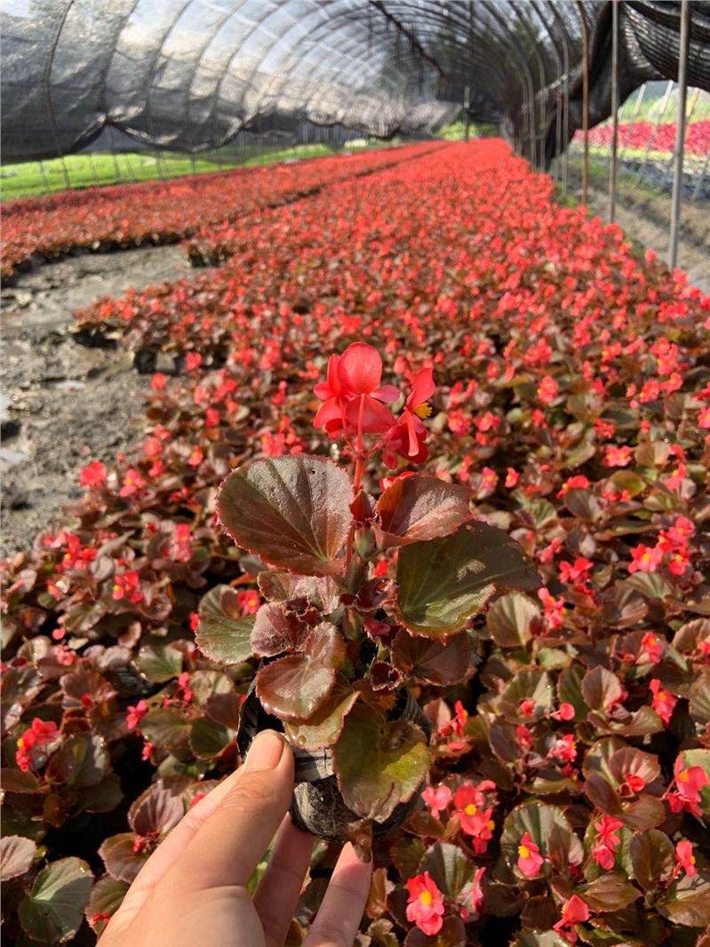 山东花草树木批发