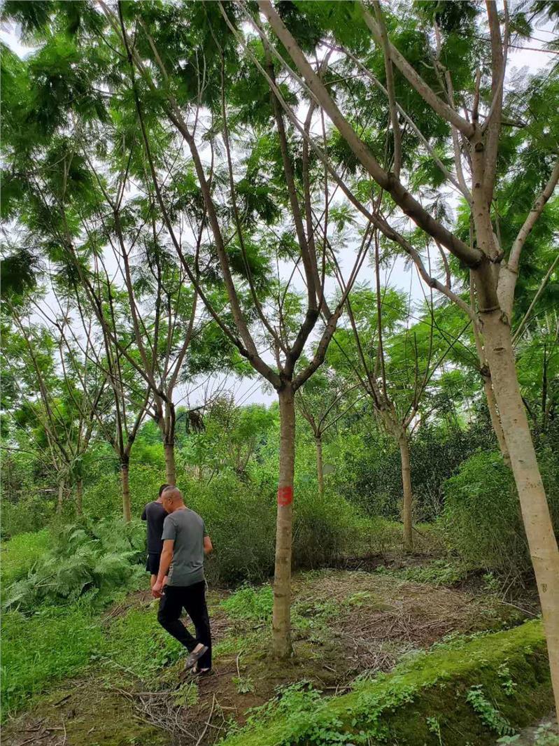 江苏成都乔木批发基地