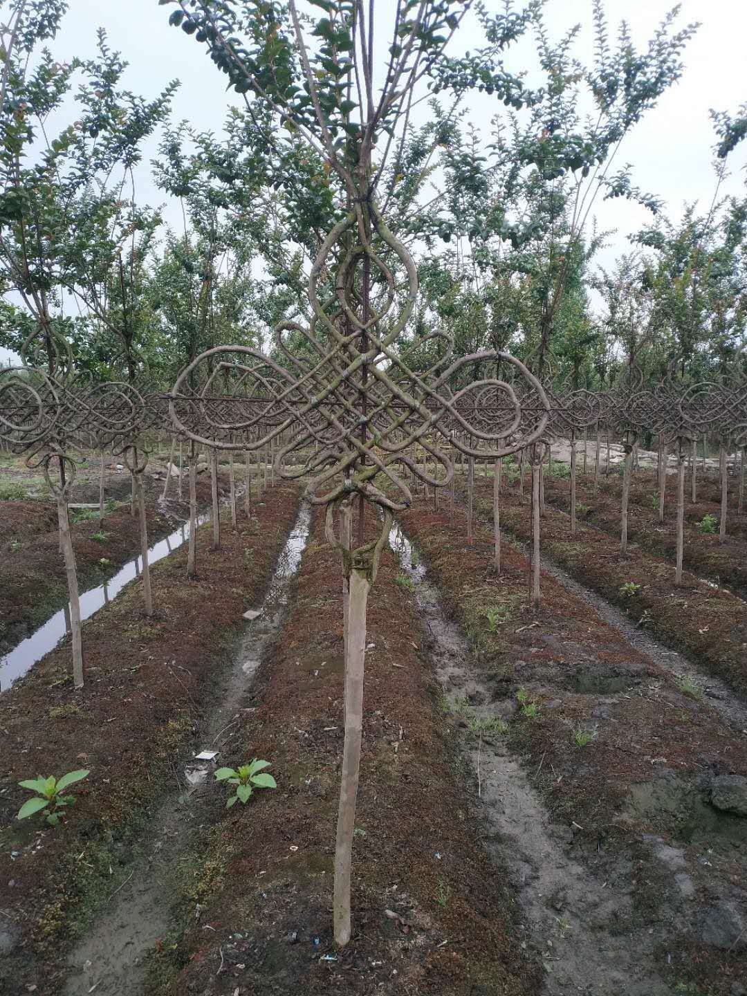 江苏成都乔木批发基地-草花基地-工程绿化苗木出售