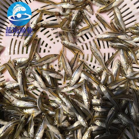 廣州加州鱸魚苗養(yǎng)殖方法 帆布池養(yǎng)殖鱸魚 運(yùn)輸技術(shù)安全