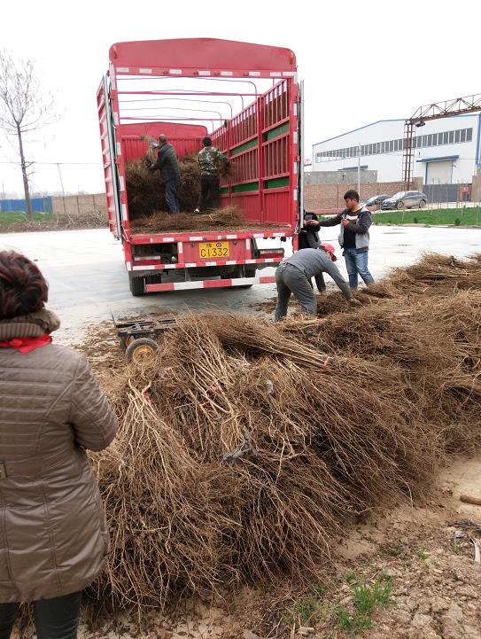 铜仁软籽石榴树苗种植基地