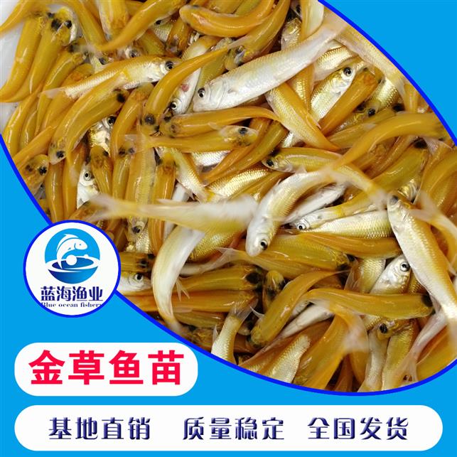 益陽金草魚苗批發 俄羅斯金草魚苗 運輸技術安全
