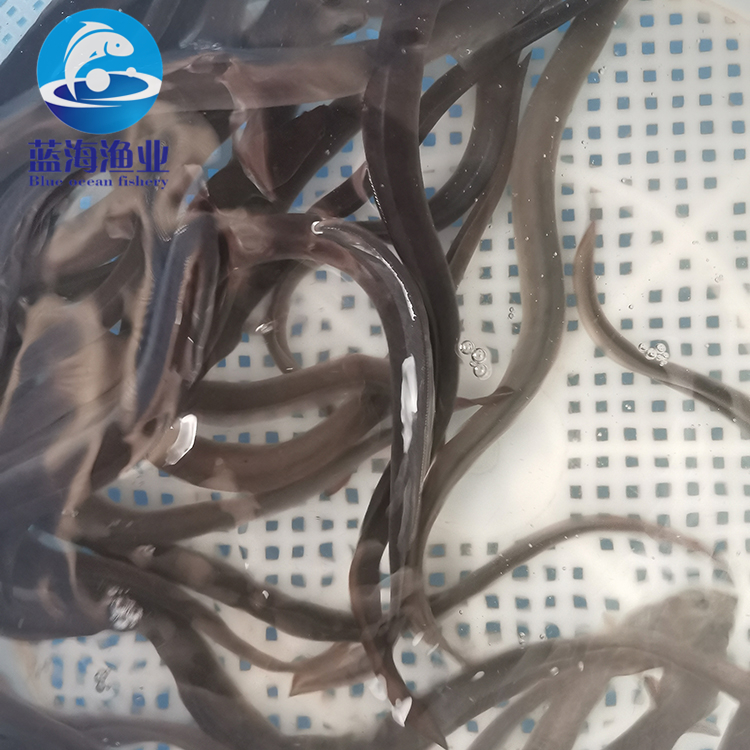 欽州白鰻魚苗報價 花錦鱔魚苗 帆布池養殖