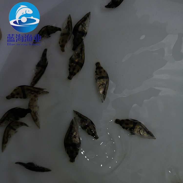 婁底鱖魚苗養殖技術 運輸技術安全