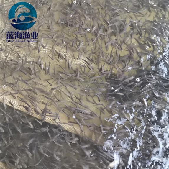 珠海武昌魚苗批發(fā)價格 武昌邊魚苗 運輸技術安全