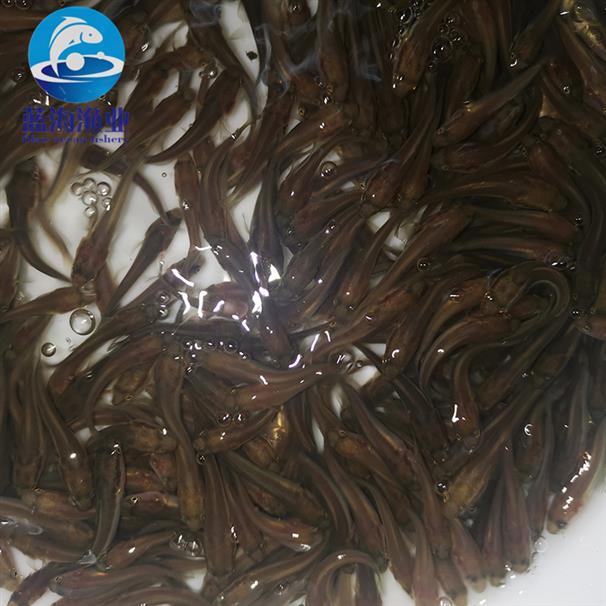 婁底烏魚苗批發(fā)價格 生魚苗 工廠化養(yǎng)殖