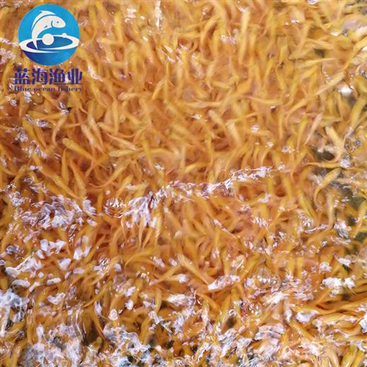 金絲鯇魚苗養殖場 金色草魚苗 質量好 產量高