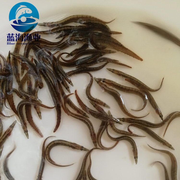 玉林納錐魚苗養(yǎng)殖場 石錐魚苗 免費檢測水質