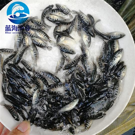肇慶石斑魚苗價格 花斑魚苗 帆布池養殖