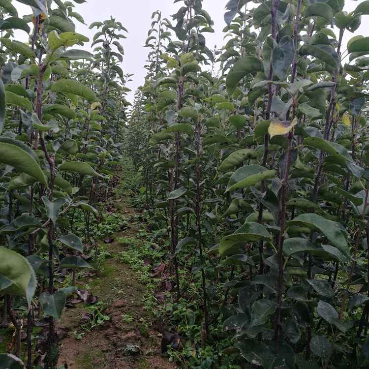 早熟紅梨苗產地在那