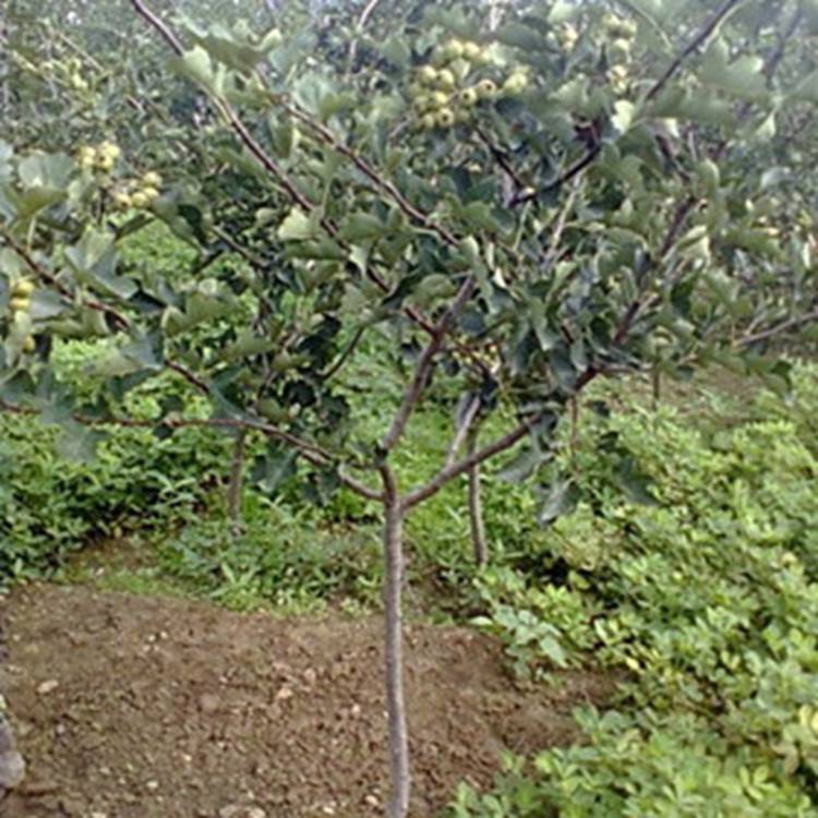 大金星山楂苗幾月成熟 嫁接1公分大綿球山楂苗