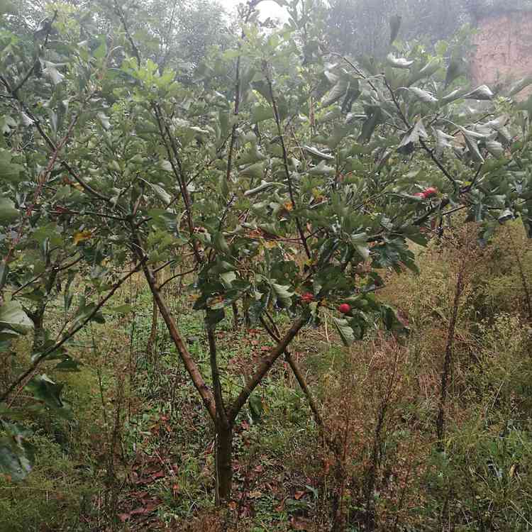 大金星山楂苗批發 批發甜紅籽山楂苗 批發價格