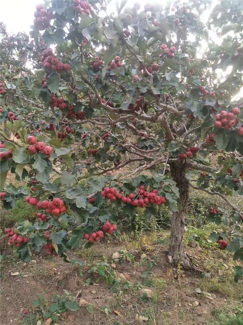 大金星山楂苗基地直销