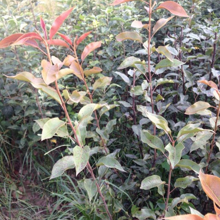 基地直銷奧紅梨苗