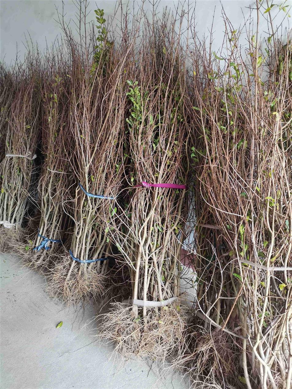 2公分巨蜜石榴苗 基地批發(fā)