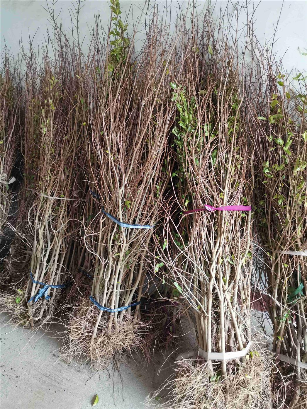 大棚巨蜜石榴苗 現(xiàn)挖現(xiàn)賣