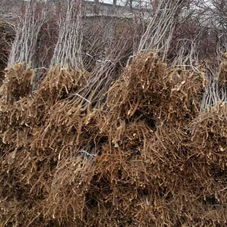 密植棗樹苗價(jià)格