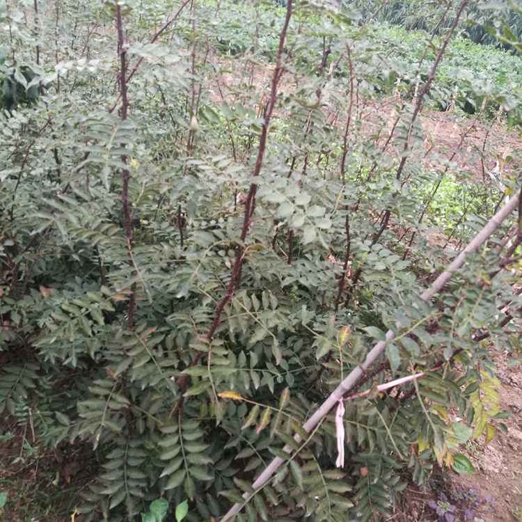 無刺花椒苗基地 三年高產