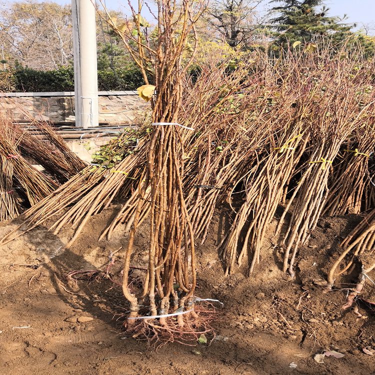 1米高荷蘭香蜜杏苗價(jià)格報(bào)價(jià) 現(xiàn)挖現(xiàn)賣